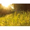 Grass. Fresh green grass with dew drops closeup. Sun. Soft Focus. Abstract Nature Background