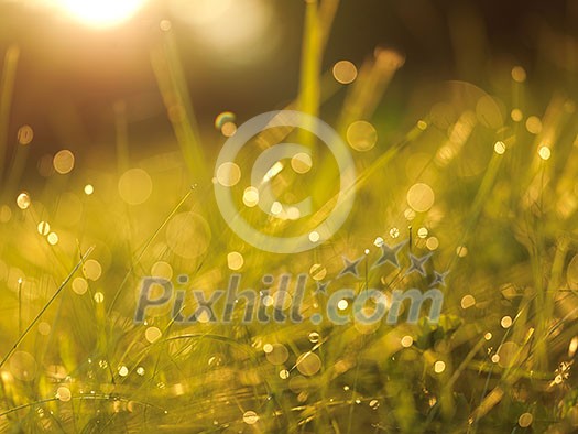 Grass. Fresh green grass with dew drops closeup. Sun. Soft Focus. Abstract Nature Background Grass. Fresh green grass with dew drops closeup. Sun. Soft Focus. Abstract Nature Background