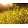 Grass. Fresh green grass with dew drops closeup. Sun. Soft Focus. Abstract Nature Background