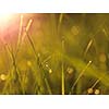 Grass. Fresh green grass with dew drops closeup. Sun. Soft Focus. Abstract Nature Background