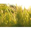 Grass. Fresh green grass with dew drops closeup. Sun. Soft Focus. Abstract Nature Background