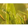 Grass. Fresh green grass with dew drops closeup. Sun. Soft Focus. Abstract Nature Background