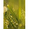 Grass. Fresh green grass with dew drops closeup. Sun. Soft Focus. Abstract Nature Background