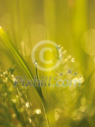 Grass. Fresh green grass with dew drops closeup. Sun. Soft Focus. Abstract Nature Background Grass. Fresh green grass with dew drops closeup. Sun. Soft Focus. Abstract Nature Background