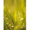 Grass. Fresh green grass with dew drops closeup. Sun. Soft Focus. Abstract Nature Background