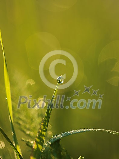 Grass. Fresh green grass with dew drops closeup. Sun. Soft Focus. Abstract Nature Background Grass. Fresh green grass with dew drops closeup. Sun. Soft Focus. Abstract Nature Background
