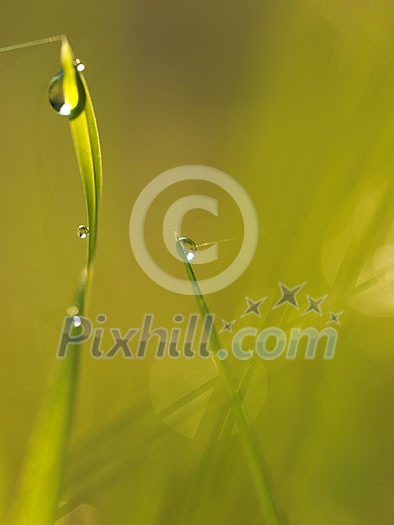 Grass. Fresh green grass with dew drops closeup. Sun. Soft Focus. Abstract Nature Background Grass. Fresh green grass with dew drops closeup. Sun. Soft Focus. Abstract Nature Background