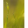 Grass. Fresh green grass with dew drops closeup. Sun. Soft Focus. Abstract Nature Background