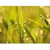 Grass. Fresh green grass with dew drops closeup. Sun. Soft Focus. Abstract Nature Background
