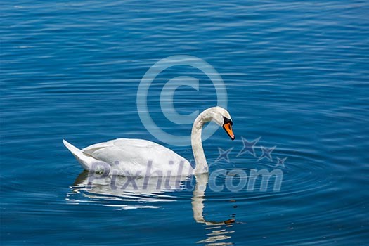 Mute Swan (Cygnus olor) in lake, Munich, Germany Mute Swan (Cygnus olor) in lake, Munich, Germany
