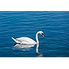 Mute Swan (Cygnus olor) in lake, Munich, Germany