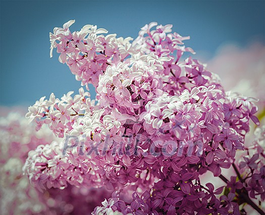Vintage retro effect filtered hipster style image of lilac flowers in spring Vintage retro effect filtered hipster style image of lilac flowers in spring