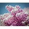 Vintage retro effect filtered hipster style image of  lilac flowers in spring