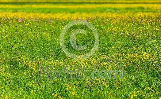 Spring summer background - blooming flowers field meadow shallow depth of focus Spring summer background - blooming flowers field meadow shallow depth of focus