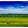 Spring summer background - green grass field meadow scenery lanscape under blue sky with grazing horse