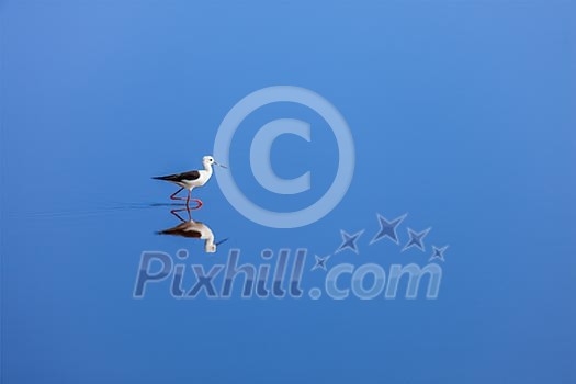 Solitude concept background - The Black-winged Stilt ( Common Stilt, or Pied Stilt (Himantopus himantopus)) in water with reflection Solitude concept background - The Black-winged Stilt ( Common Stilt, or Pied Stilt (Himantopus himantopus)) in water with reflection