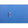 Solitude concept background -  The Black-winged Stilt ( Common Stilt, or Pied Stilt (Himantopus himantopus)) in water with reflection