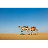 India Rajasthan travel background - Indian cameleer (camel driver) with camels in dunes of Thar desert. Jaisalmer, Rajasthan, India