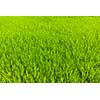 Rice paddy field close up. Tamil Nadu, India