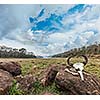 Gaur (Indian bison) skull with horns and bones in Periyar wildlife sanctuary, Kumily, Kerala, India