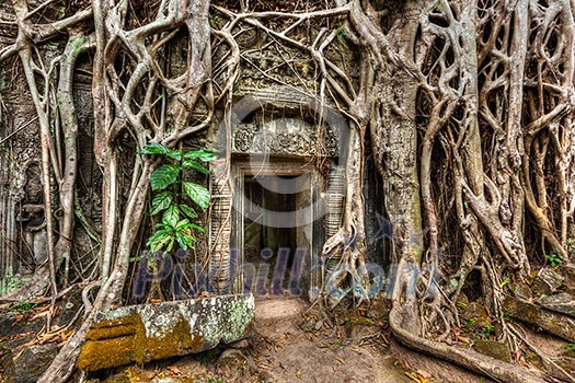 Travel Cambodia concept background - ancient stone door and tree roots, Ta Prohm temple ruins, Angkor, Cambodia Travel Cambodia concept background - ancient stone door and tree roots, Ta Prohm temple ruins, Angkor, Cambodia