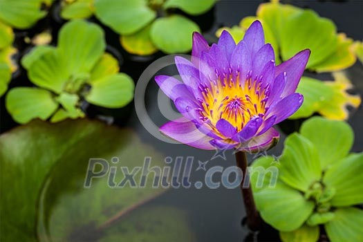 Purple lotus in pond close up Purple lotus in pond close up