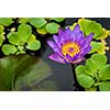 Purple lotus in pond close up