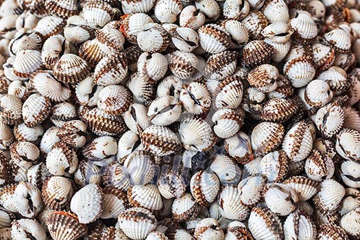 Scallops close up bacgkround texture Scallops close up bacgkround texture