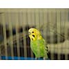 green bird pet animal in cage