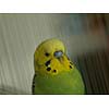 green bird pet animal in cage