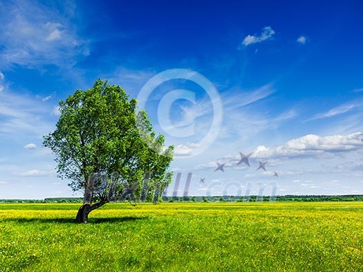 Spring summer background - blooming flowers green grass field meadow scenery lanscape under blue sky with single lonely tree Spring summer background - blooming flowers green grass field meadow scenery lanscape under blue sky with single lonely tree