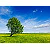 Spring summer background - blooming flowers green grass field meadow scenery lanscape under blue sky with single lonely tree