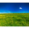 Spring summer background - blooming flowers field meadow with blue scy
