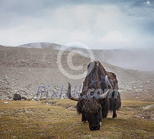 Yak grazing in Himalayas. Ladakh, India Yak grazing in Himalayas. Ladakh, India