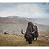 Yak grazing in Himalayas. Ladakh, India