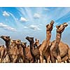 Camels at Pushkar Mela (Pushkar Camel Fair). Pushkar, Rajasthan, India