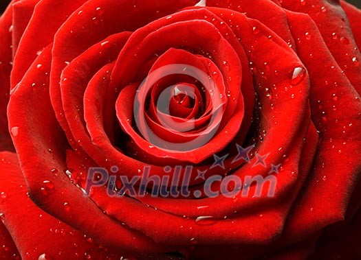 Red rose with water drops close up Red rose with water drops close up