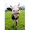 cow farm animal  and field of fresh grass in countryside background