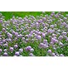 purple flower background