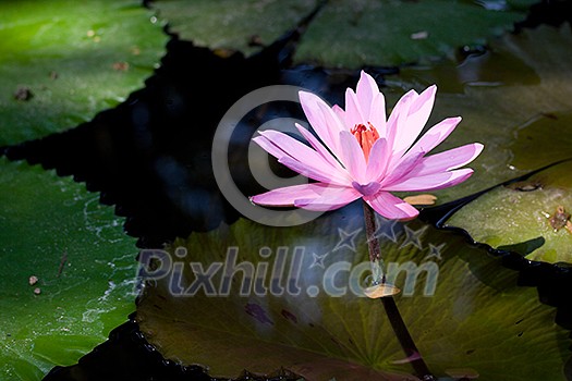 Pink water lily in pond Pink water lily in pond