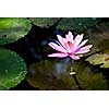 Pink water lily in pond