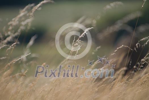 wind in the grass   (NIKON D80; 23.6.2007; 1/320 at f/6.3; ISO 100; white balance: Auto; focal length: 500 mm)