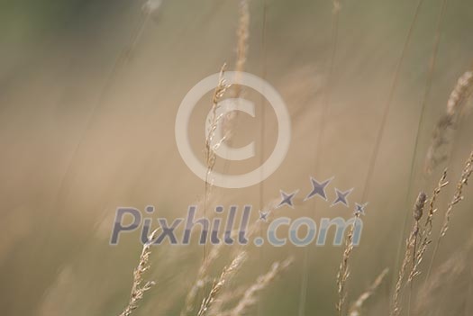 wind in the grass (NIKON D80; 23.6.2007; 1/320 at f/6.3; ISO 100; white balance: Auto; focal length: 500 mm) wind in the grass (NIKON D80; 23.6.2007; 1/320 at f/6.3; ISO 100; white balance: Auto; focal length: 500 mm)