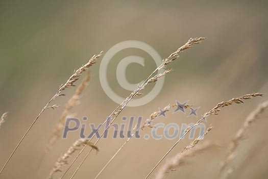 wind in the grass (NIKON D80; 23.6.2007; 1/320 at f/6.3; ISO 100; white balance: Auto; focal length: 500 mm) wind in the grass (NIKON D80; 23.6.2007; 1/320 at f/6.3; ISO 100; white balance: Auto; focal length: 500 mm)
