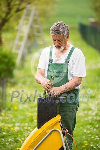 Senior man gardening in his garden (color toned image)