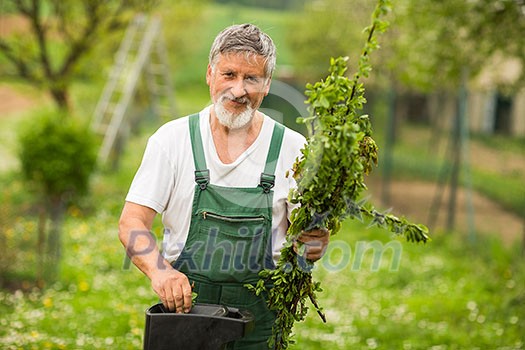 Senior man gardening in his garden (color toned image) Senior man gardening in his garden (color toned image)