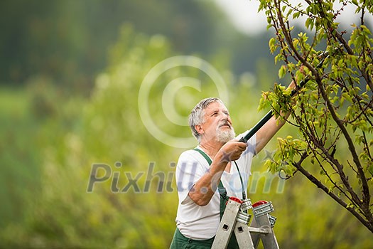 Senior man gardening in his garden (color toned image) Senior man gardening in his garden (color toned image)