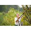 Senior man gardening in his garden (color toned image)