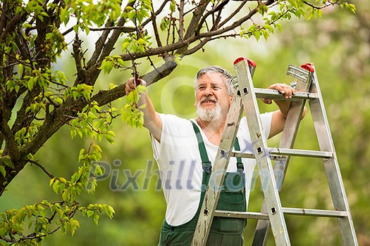 Senior man gardening in his garden (color toned image) Senior man gardening in his garden (color toned image)