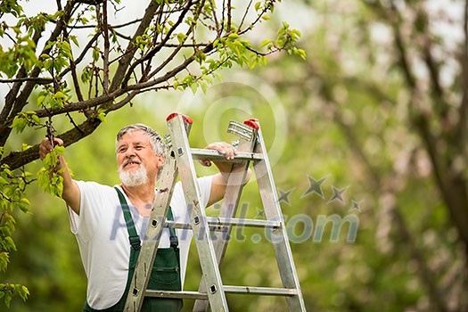 Senior man gardening in his garden (color toned image) Senior man gardening in his garden (color toned image)